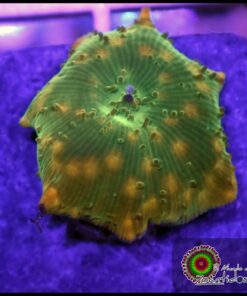 Gold jade mushroom