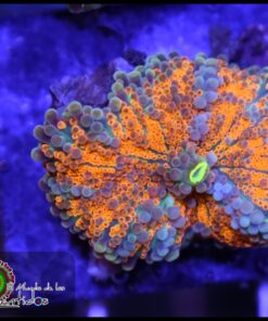 Orange ricordea