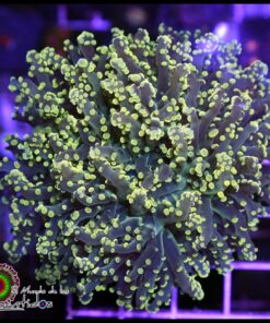 Green frogspawn