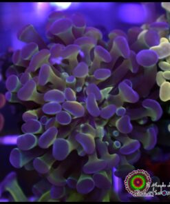 Hammer branch purple tips