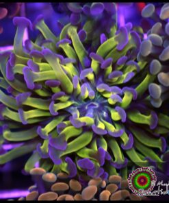 Hammer branch toxic purple tips