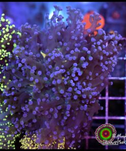 Frogspawn blue