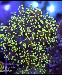 Yellow grenish frogspawn