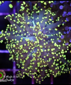 Frogspawn green