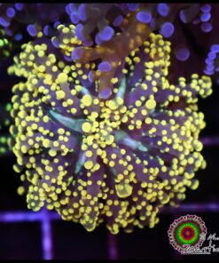 Yellow frogspawn