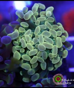 Hammer branch bicolor ultra