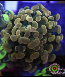 Hammer branch bicolor