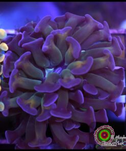 Hammer branch purple