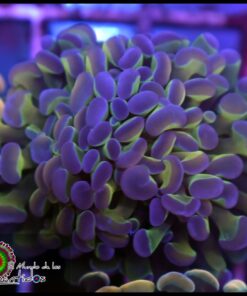 Purple tips hammer branch