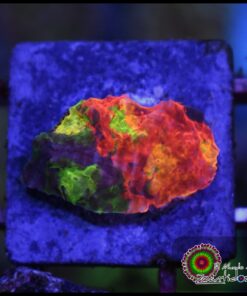 Jellybean rainbow chalice