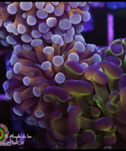 Hammer branch purple banana