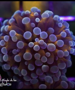 Hammer branch purple banana