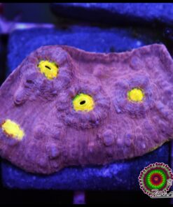 Purple jelly bean chalice