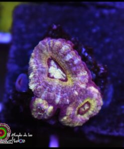 Asian acan ultra