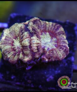 Asian acan ultra