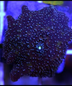 Blue spotted mushroom