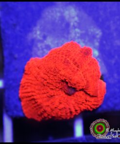 Red mushroom