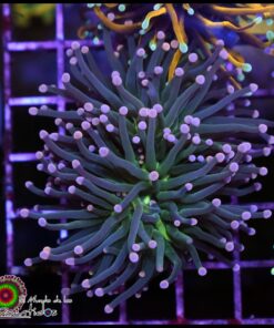 Pink tips torch
