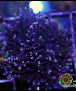Peach tips torch
