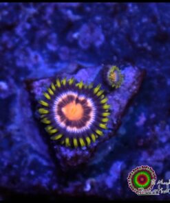Anaconda zoanthid