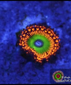 Hephaestus zoanthid
